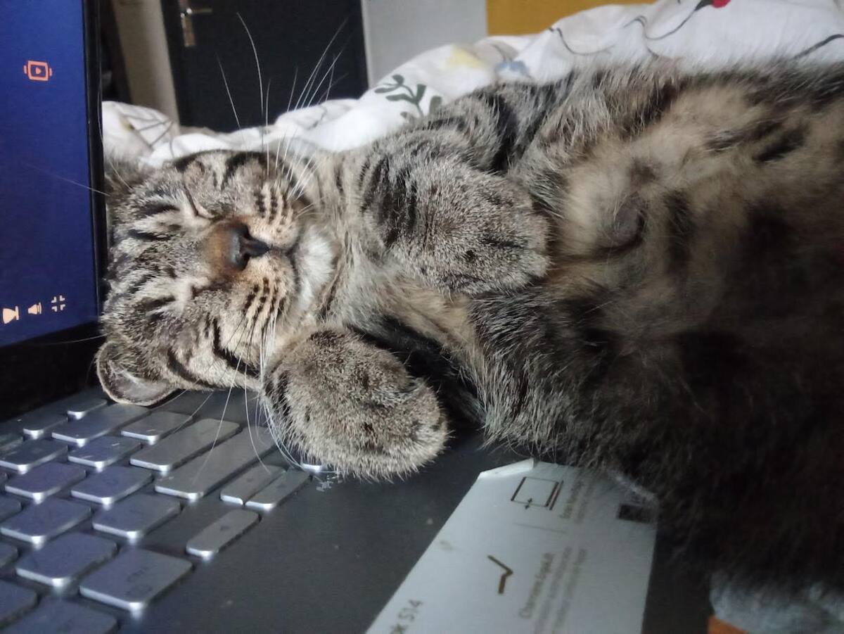 Adoption Bonnie 