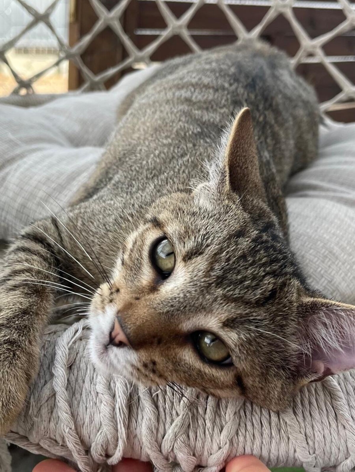 Adoption BENJI