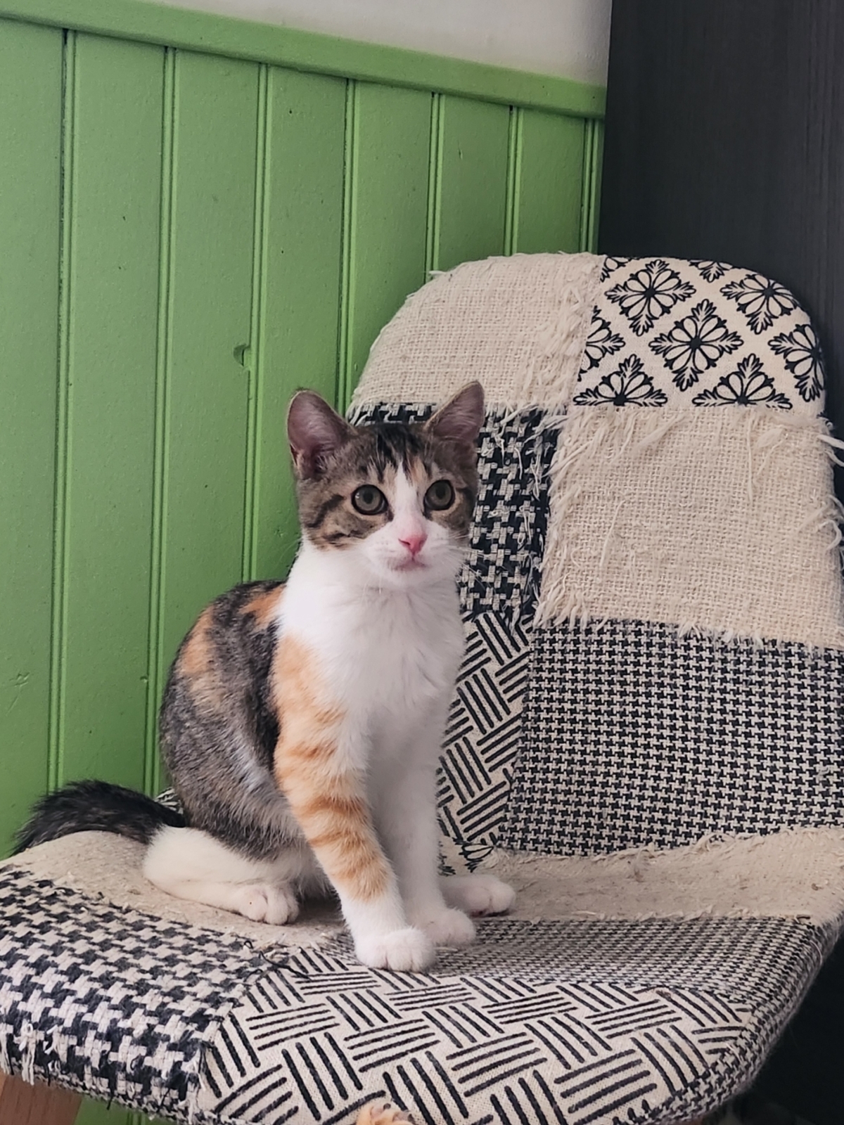 Adoption BIJOU