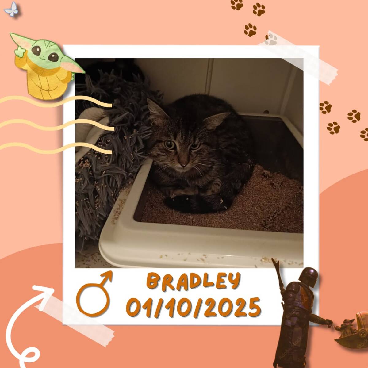 Adoption Bradley 