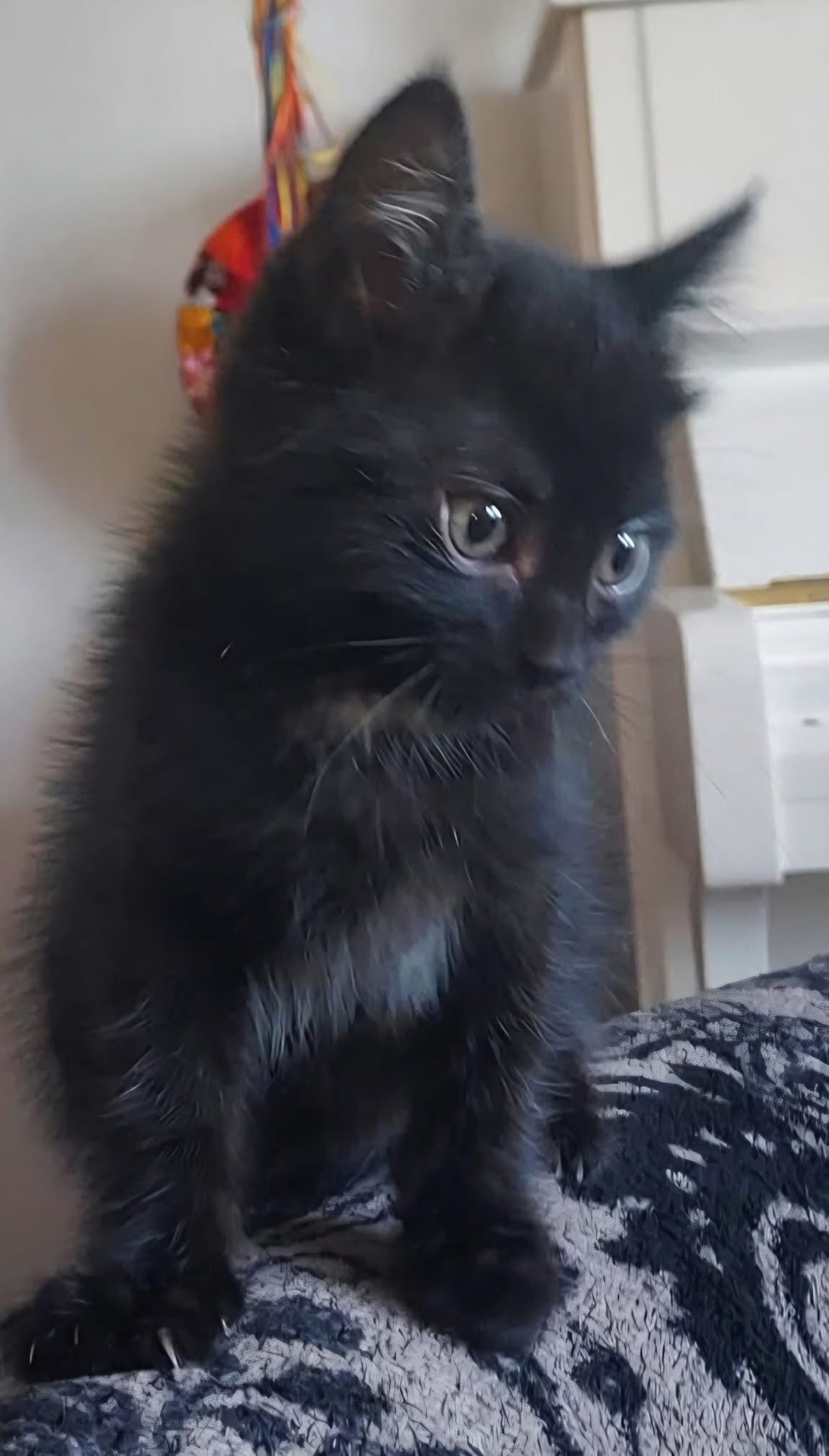 Adoption Gurvan 