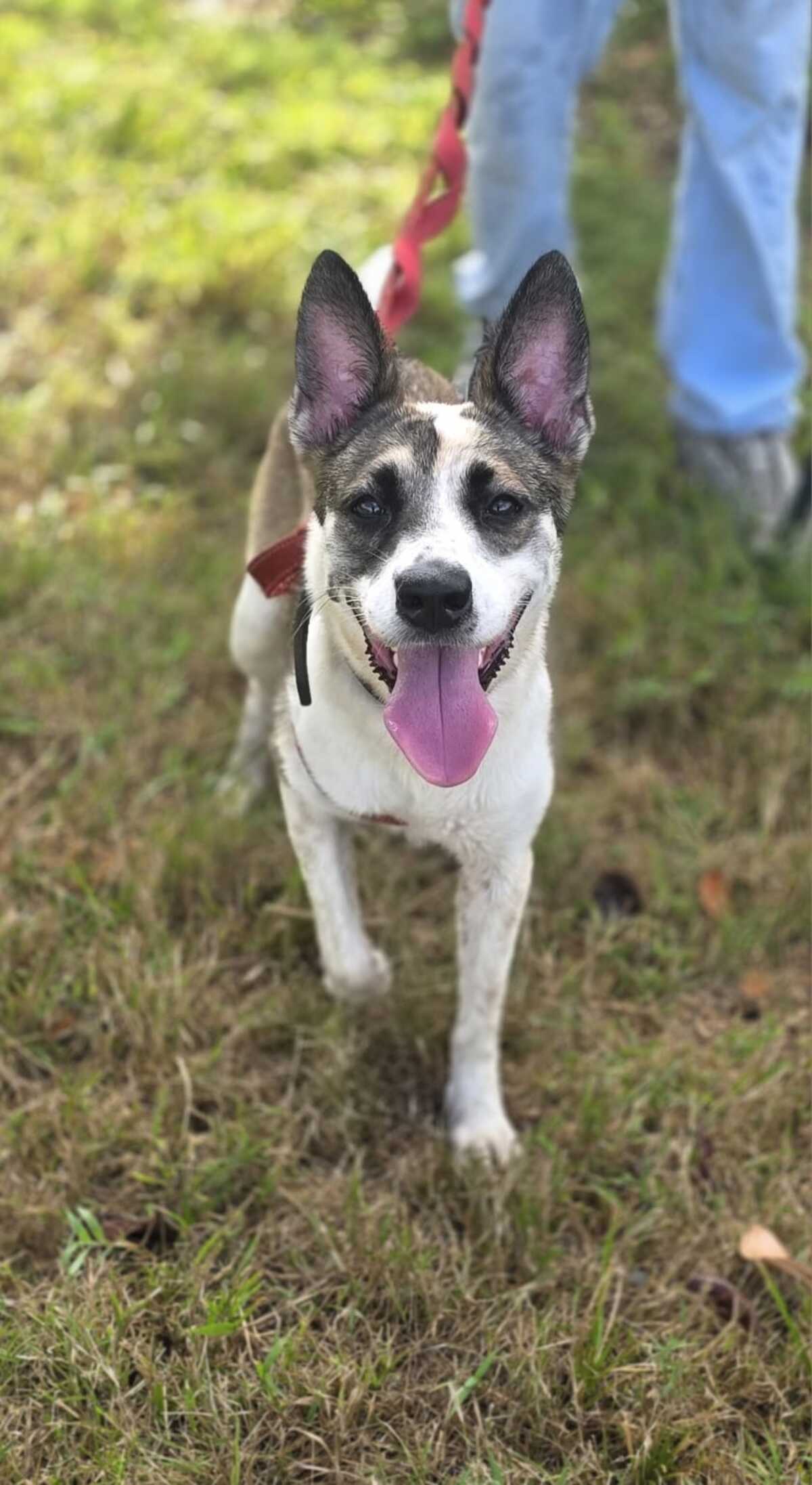 Adoption Aydat