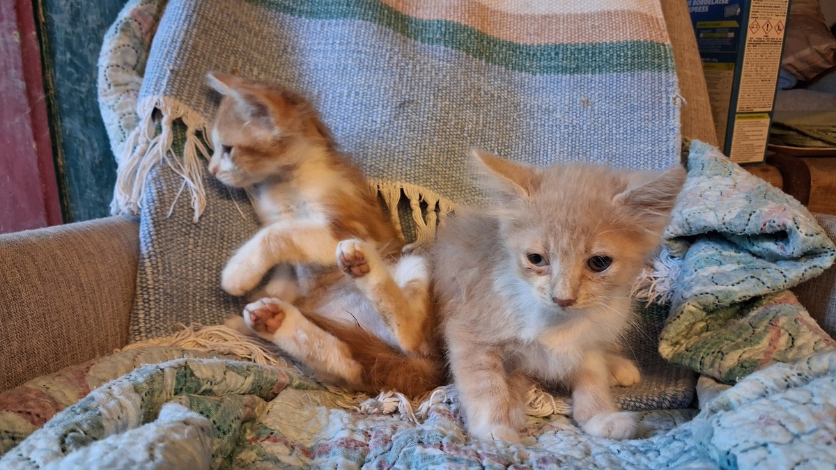 Adoption Angélique et Andrina