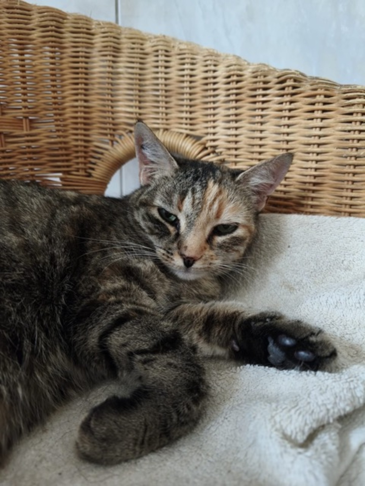 Adoption LILA