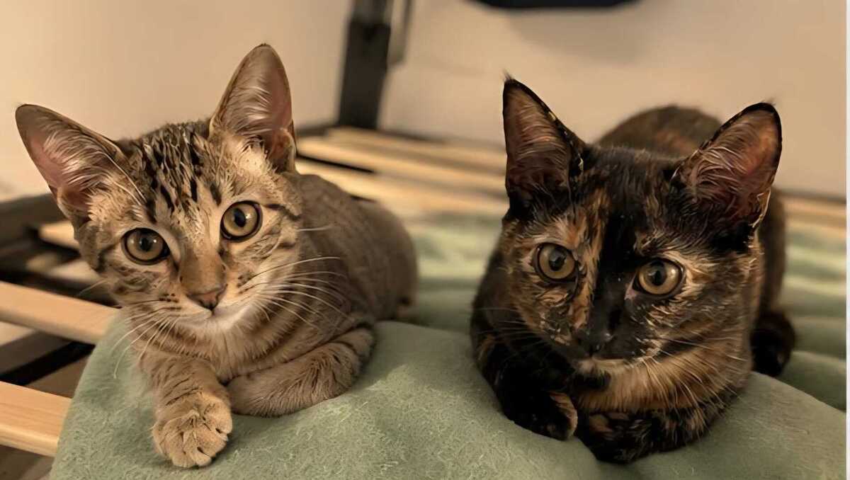 Adoption Keala