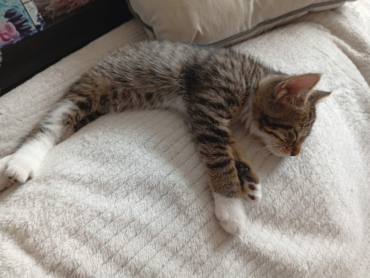Adoption Buffy