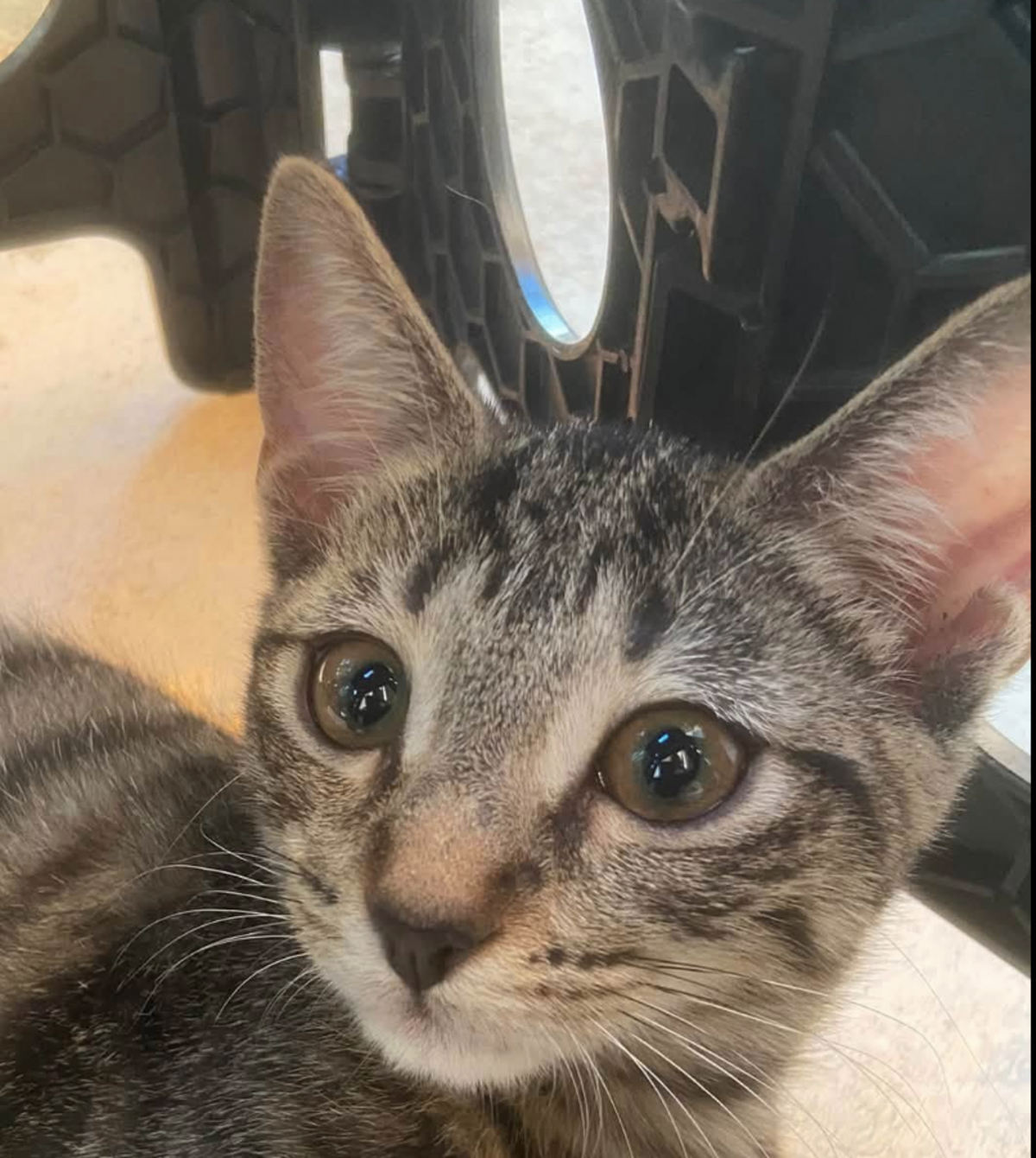 Adoption BLAKE ET BILLIE 