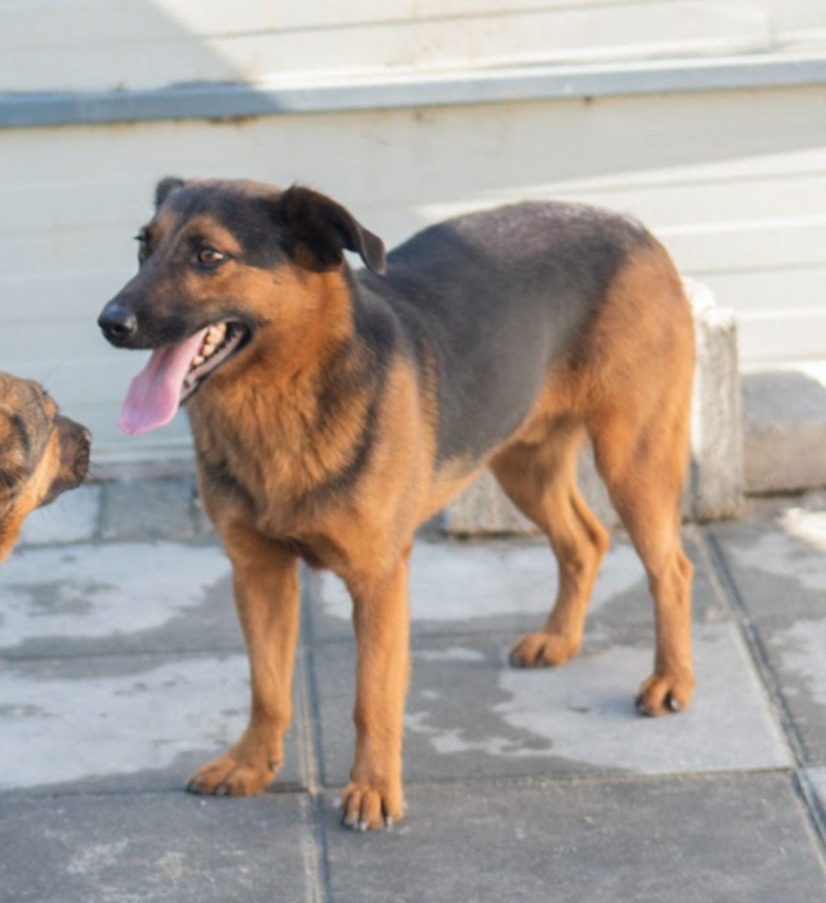 Adoption Camilio