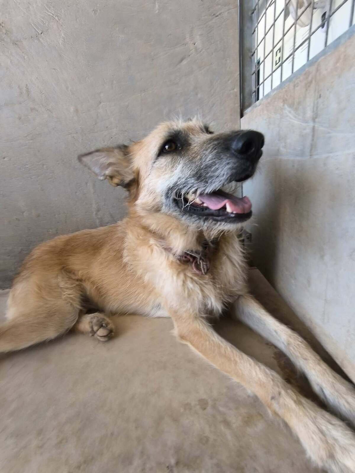 Adoption Jala