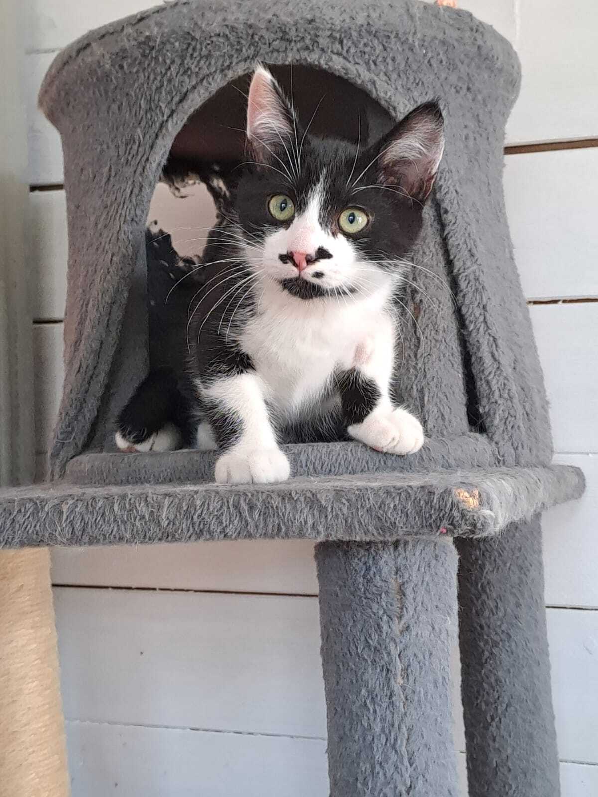 Adoption MENTHE