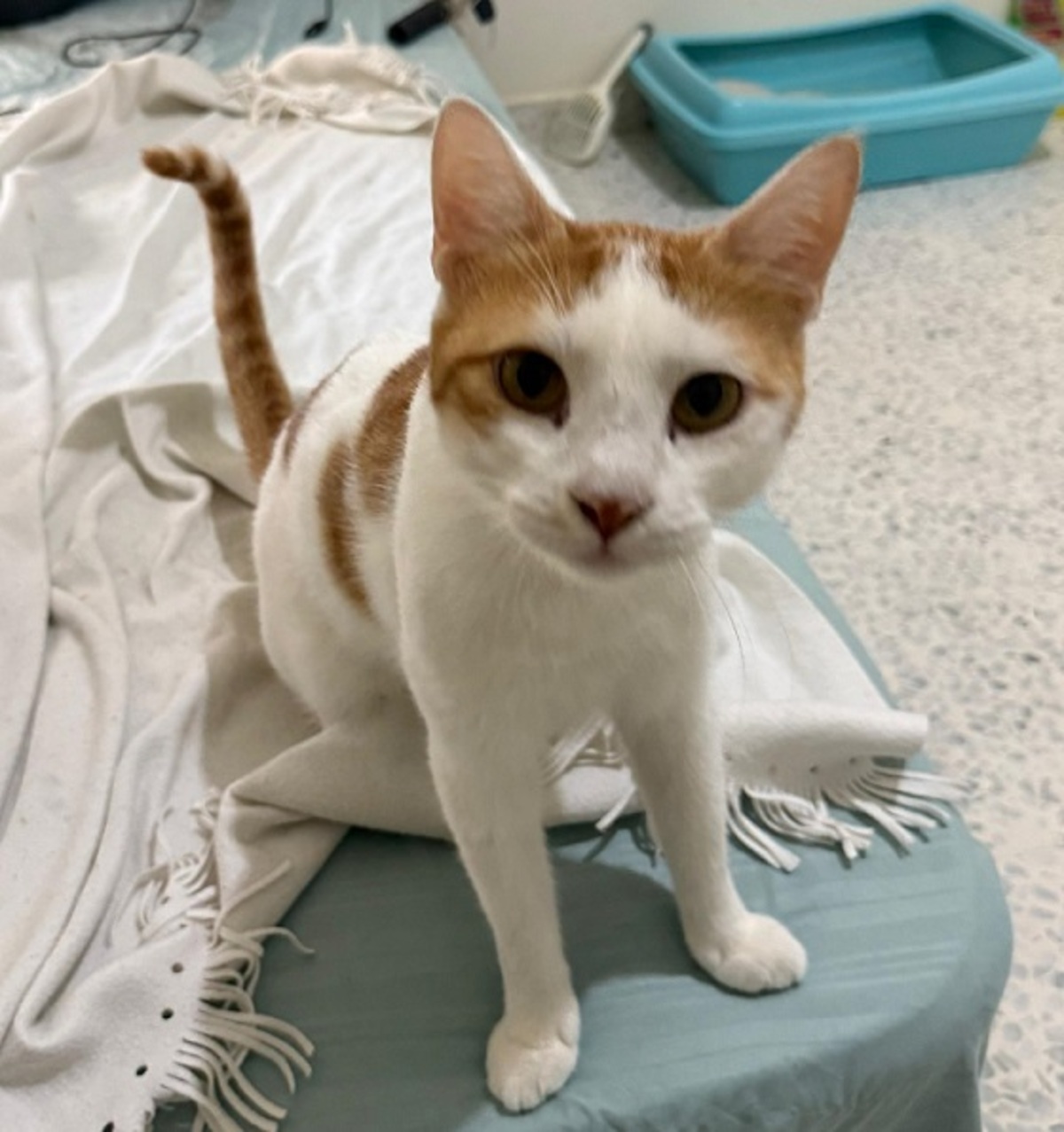 Adoption Bambam