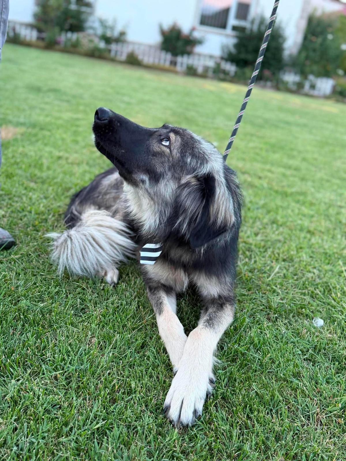 Adoption Devon