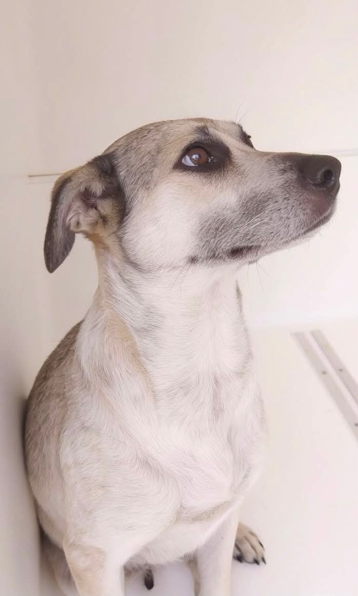 Adoption Hailey