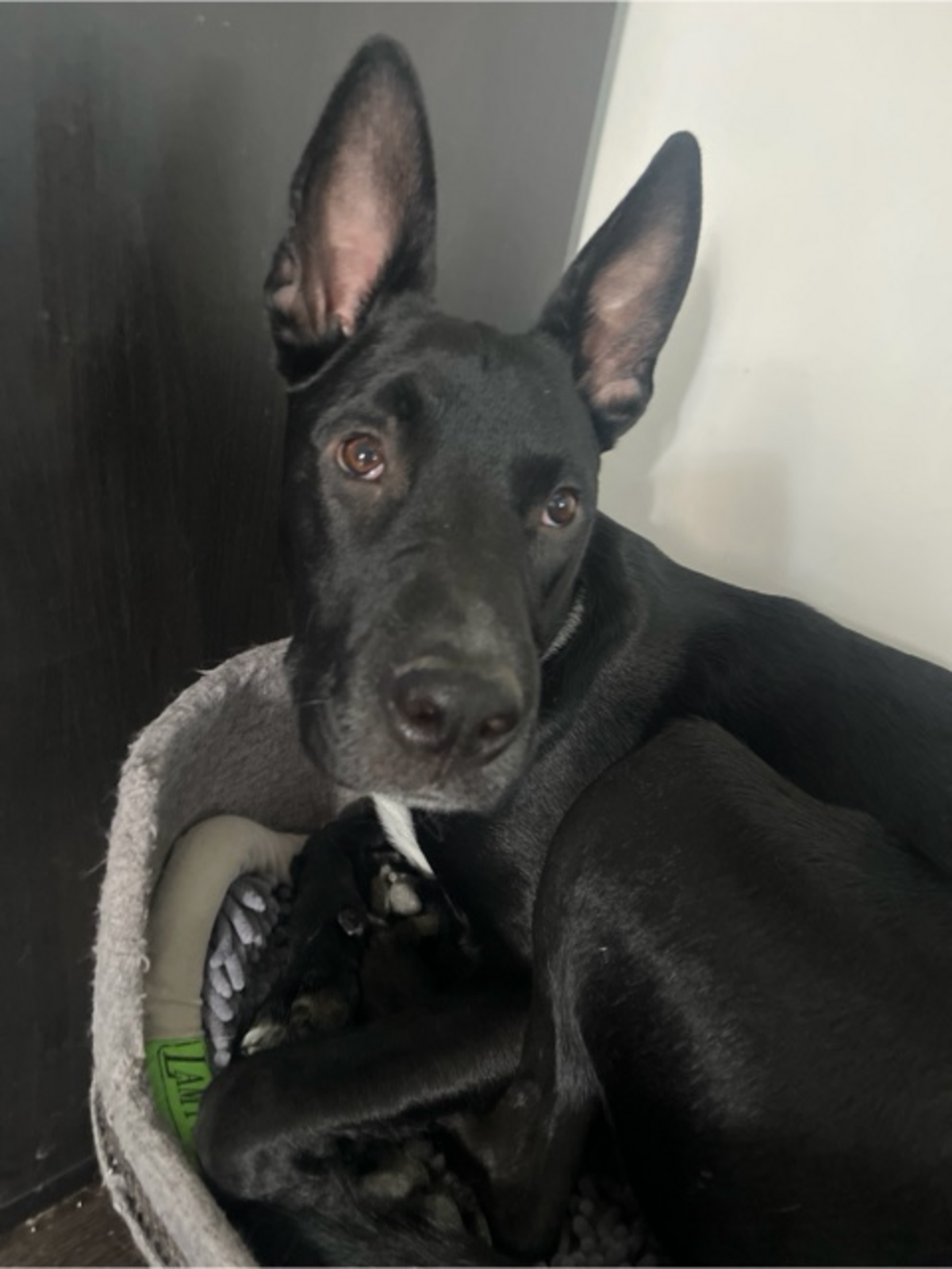 Adoption Bolide 