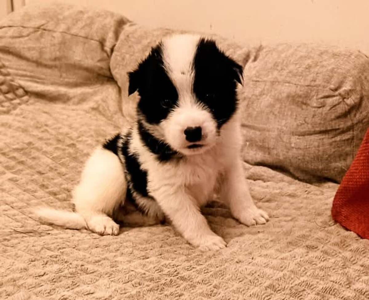 Adoption Kumo