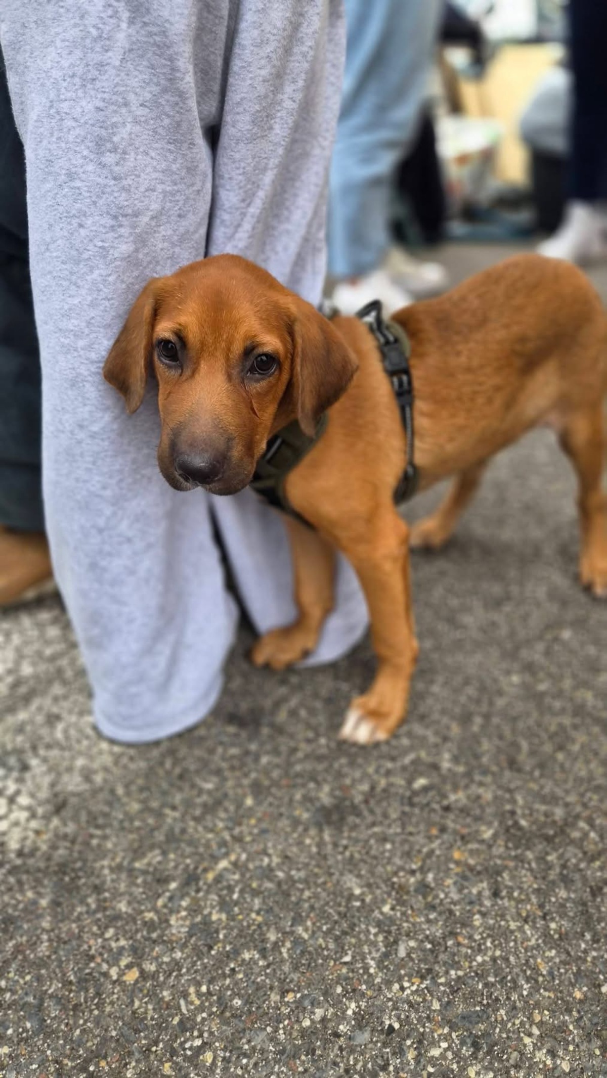 Adoption Cavale
