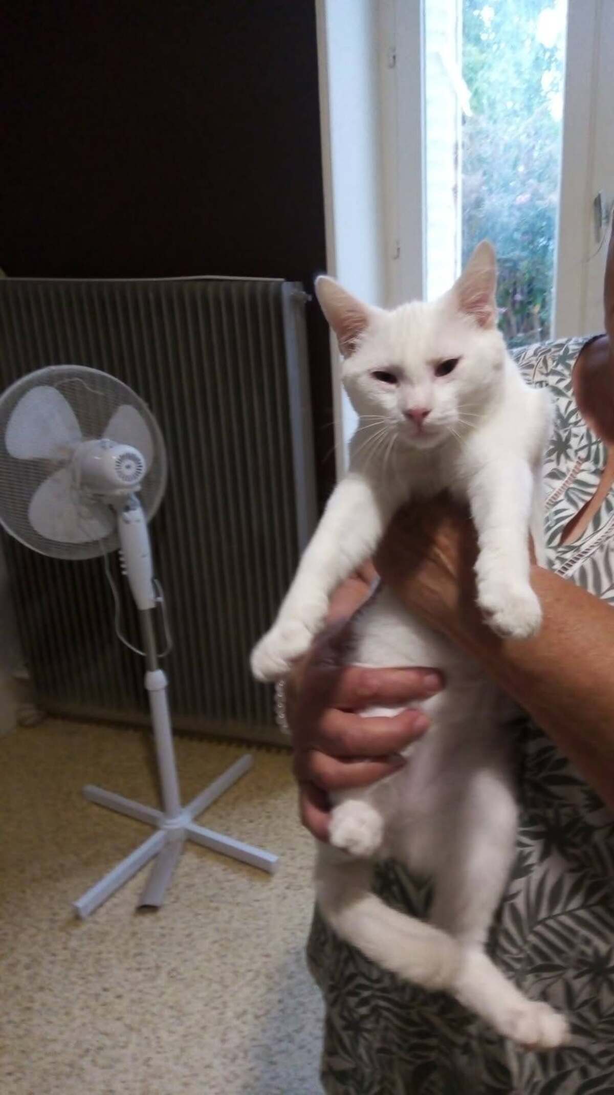 Adoption Barnabe