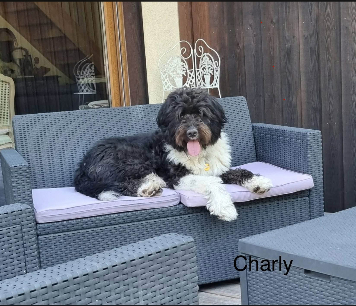 Adoption CHARLY