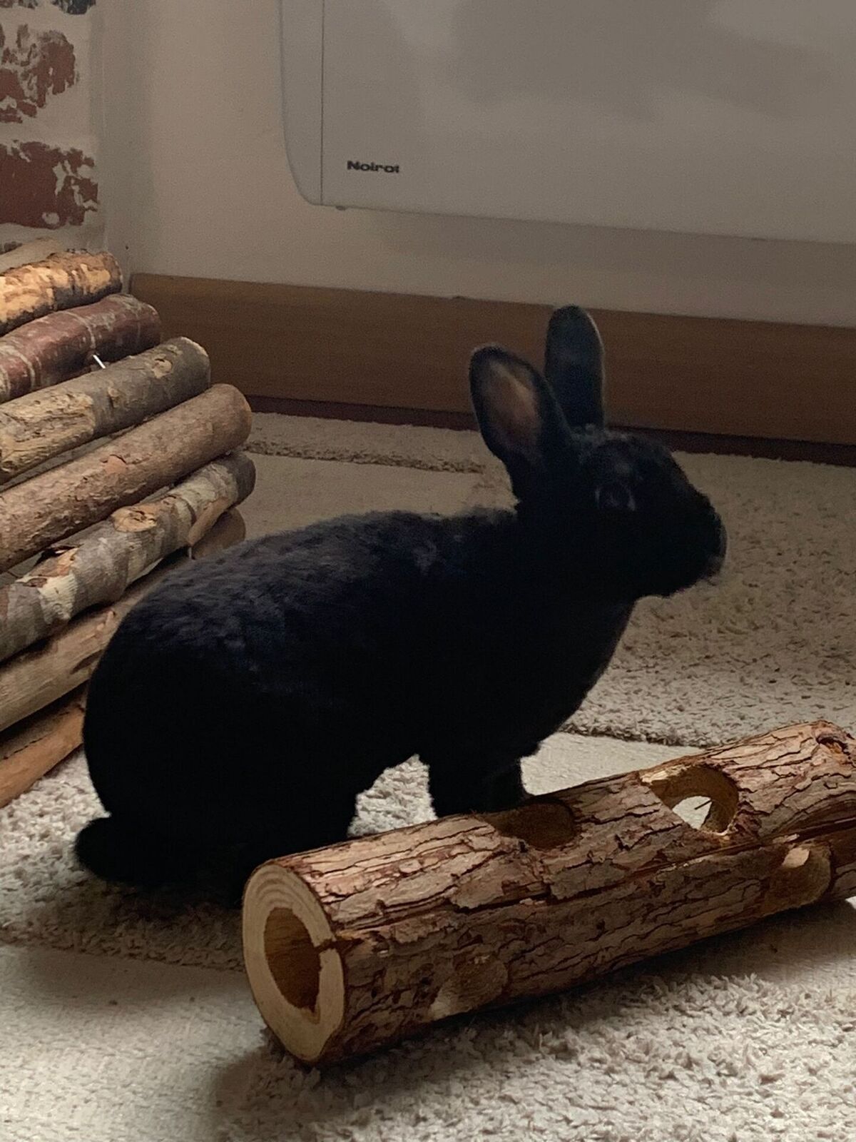 Adoption Mila