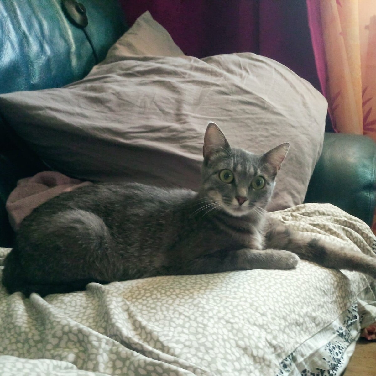Adoption Moumoon