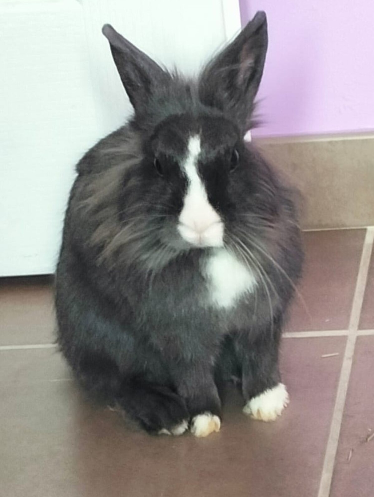 Adoption Milky