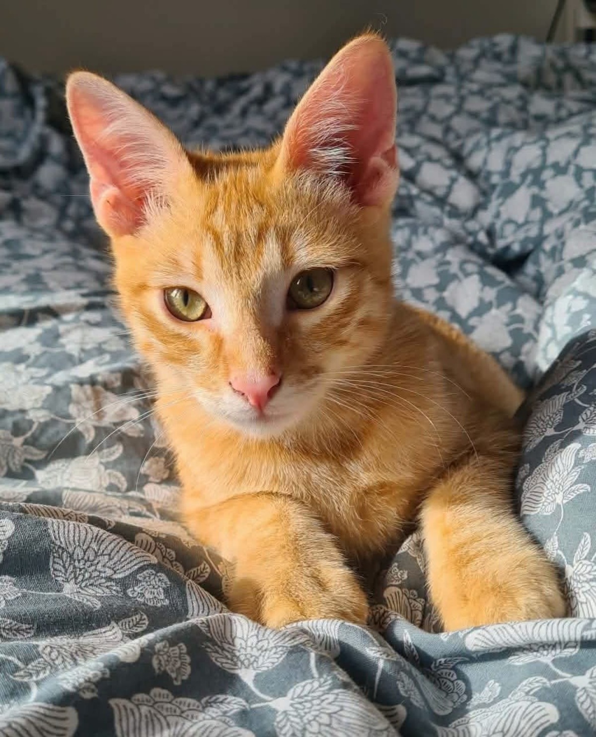 Adoption Tchoutchou 