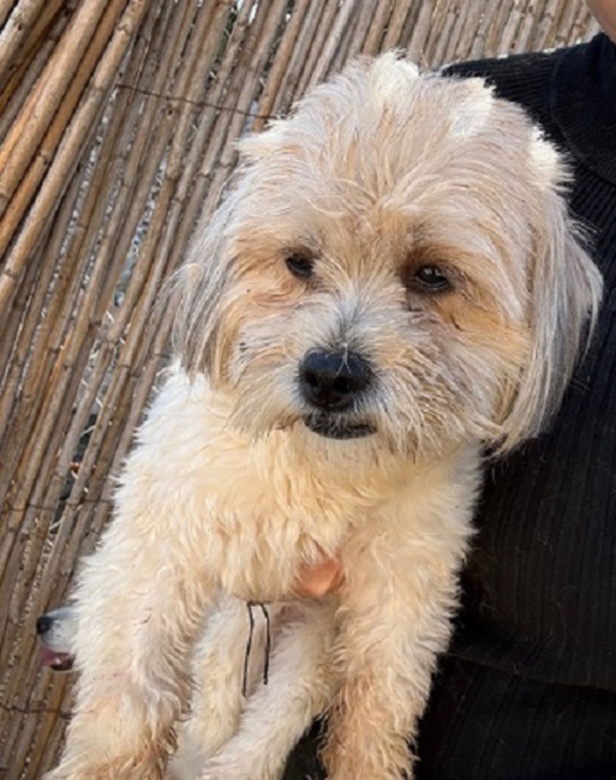 Adoption Juno