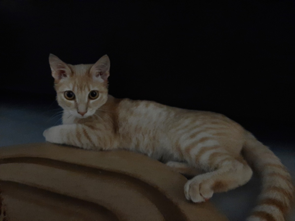 Adoption Maïqui