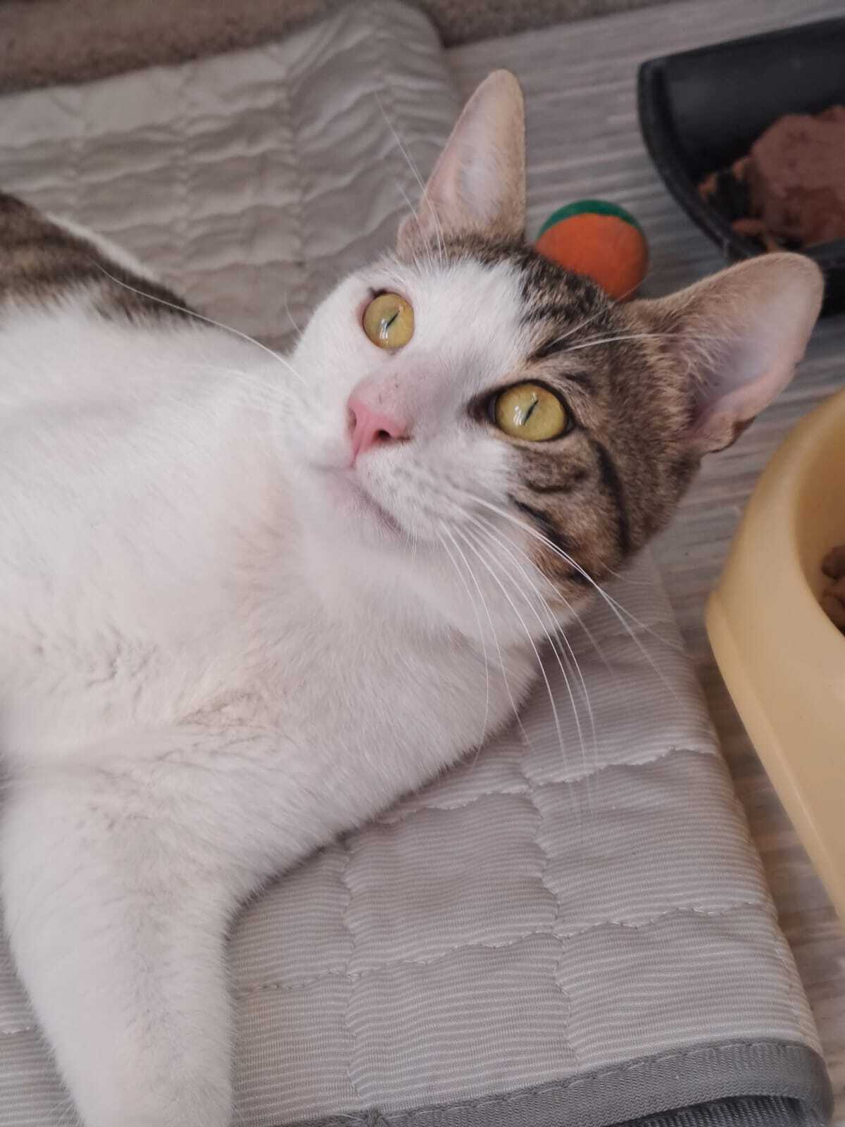 Adoption LANCELOT