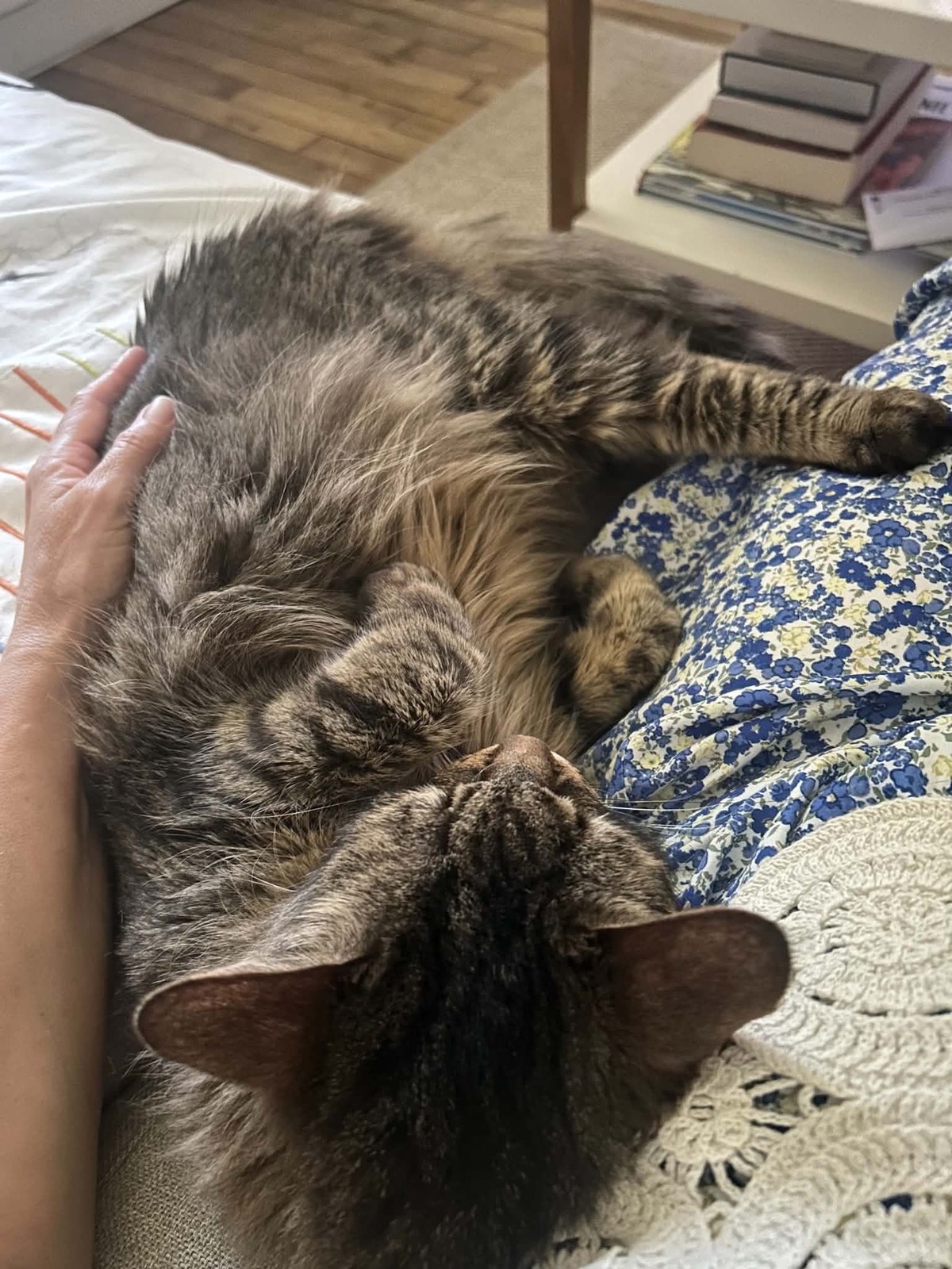 Adoption Sally