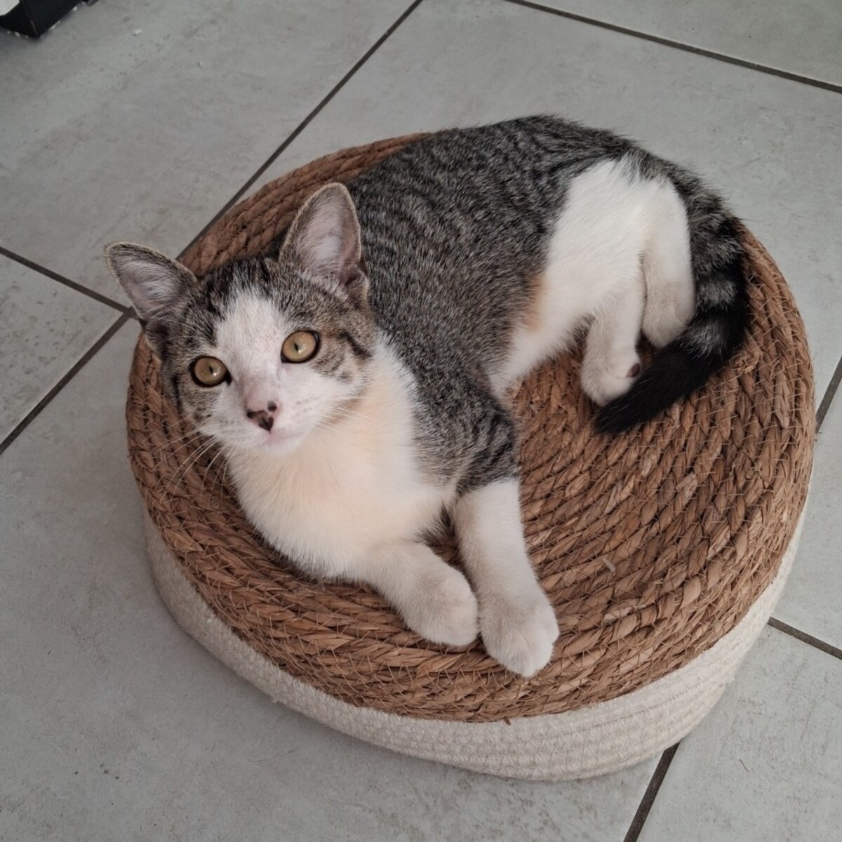 Adoption BELETTE