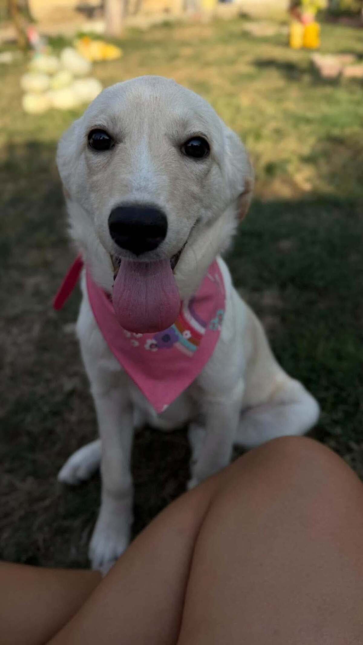 Adoption Isidore