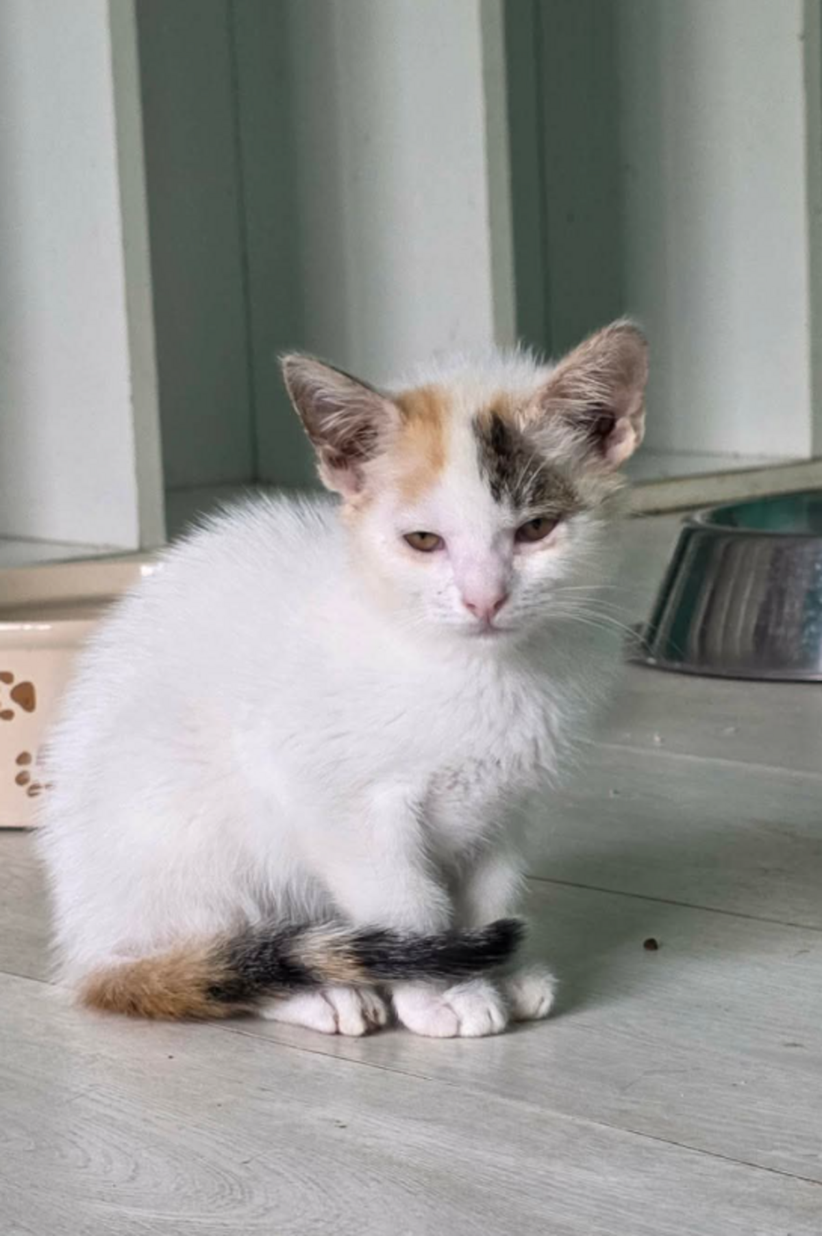 Adoption Marylin