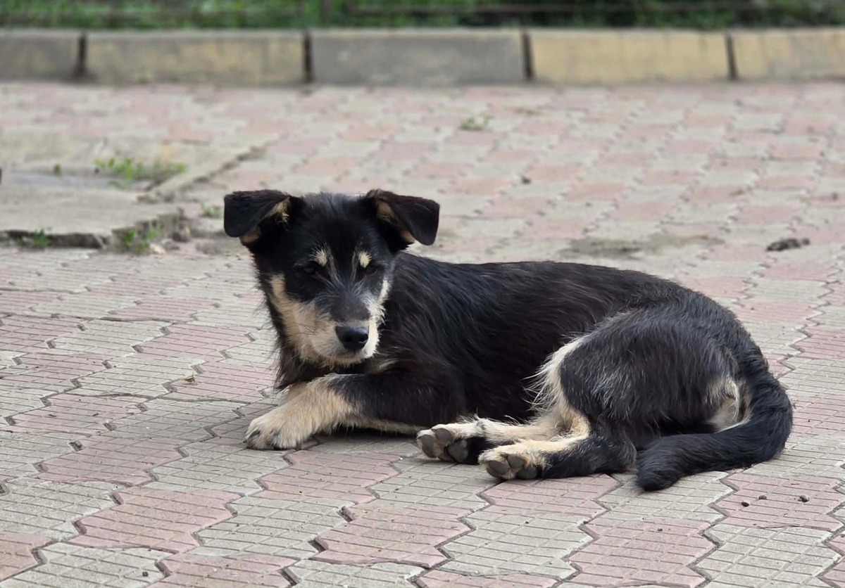 Adoption Zorro