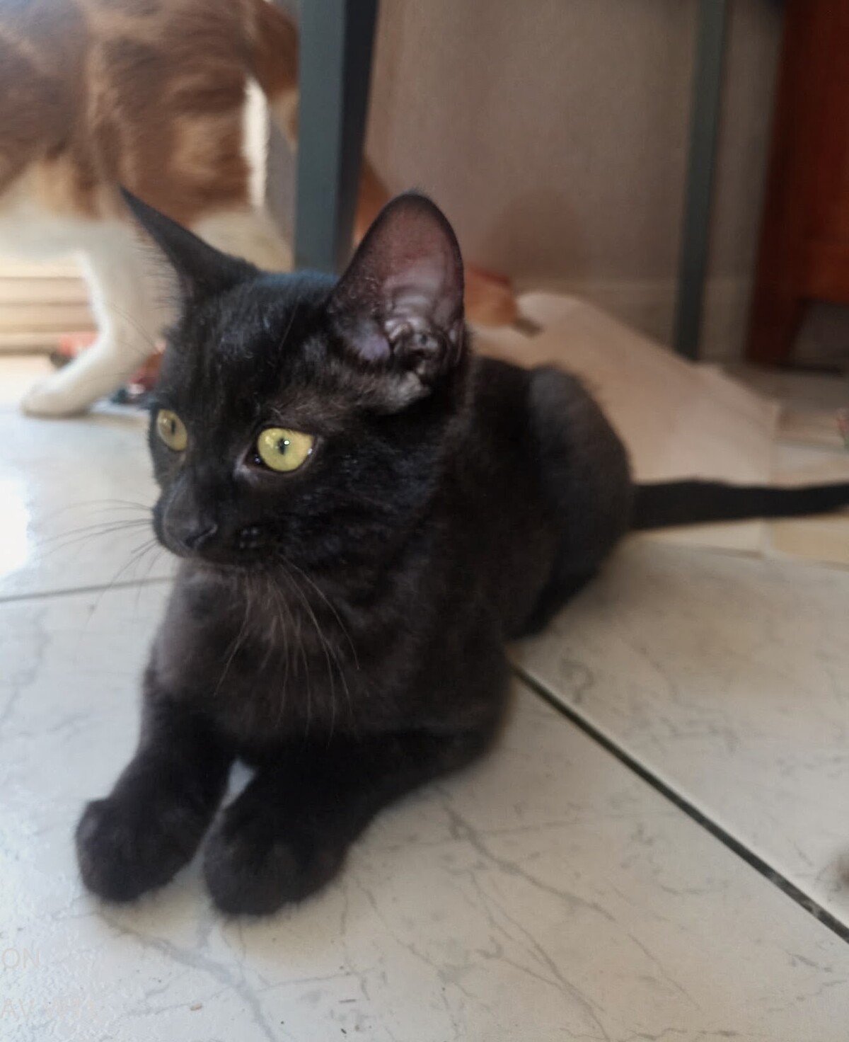 Adoption Beauté
