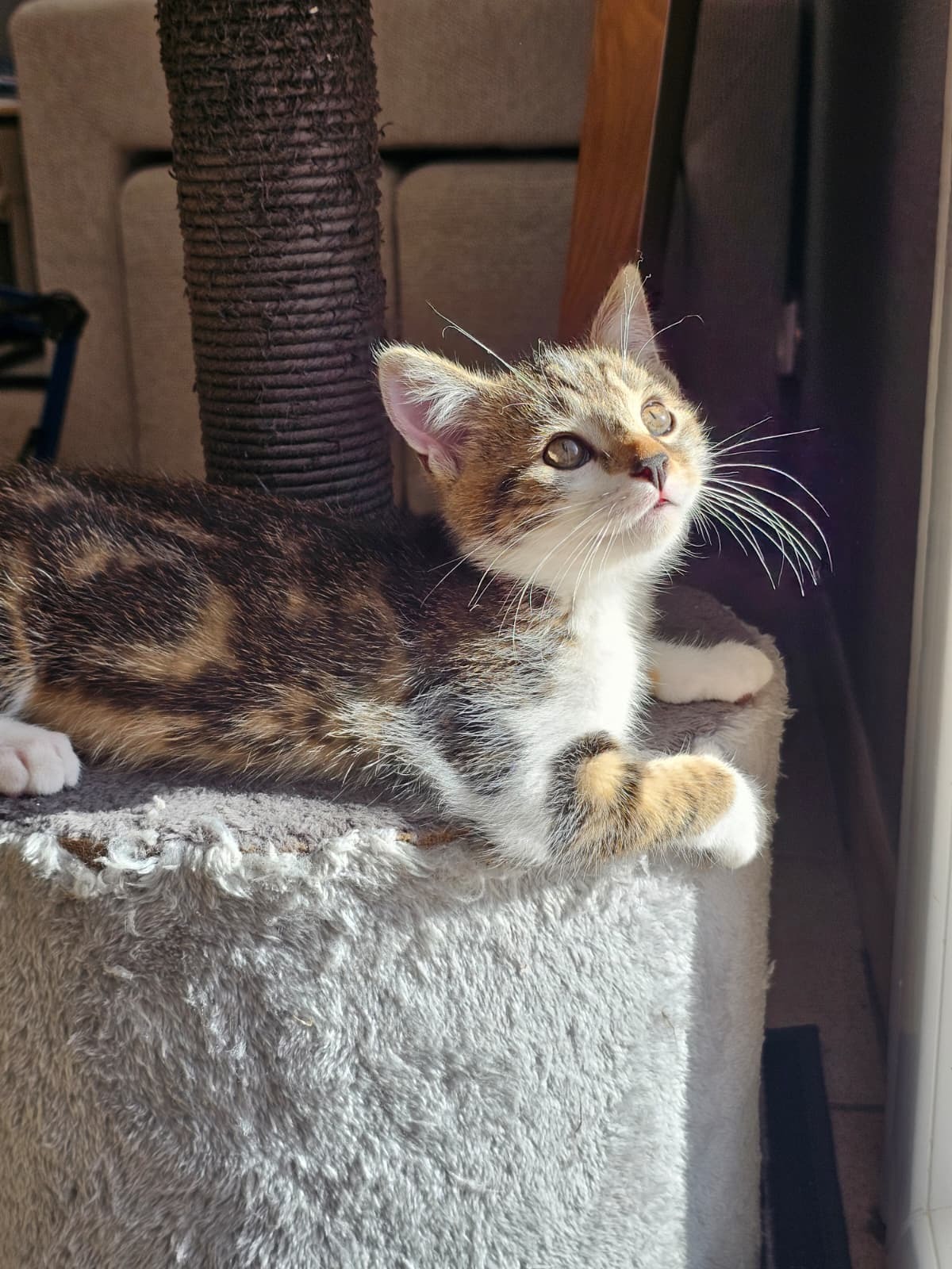 Adoption Moony