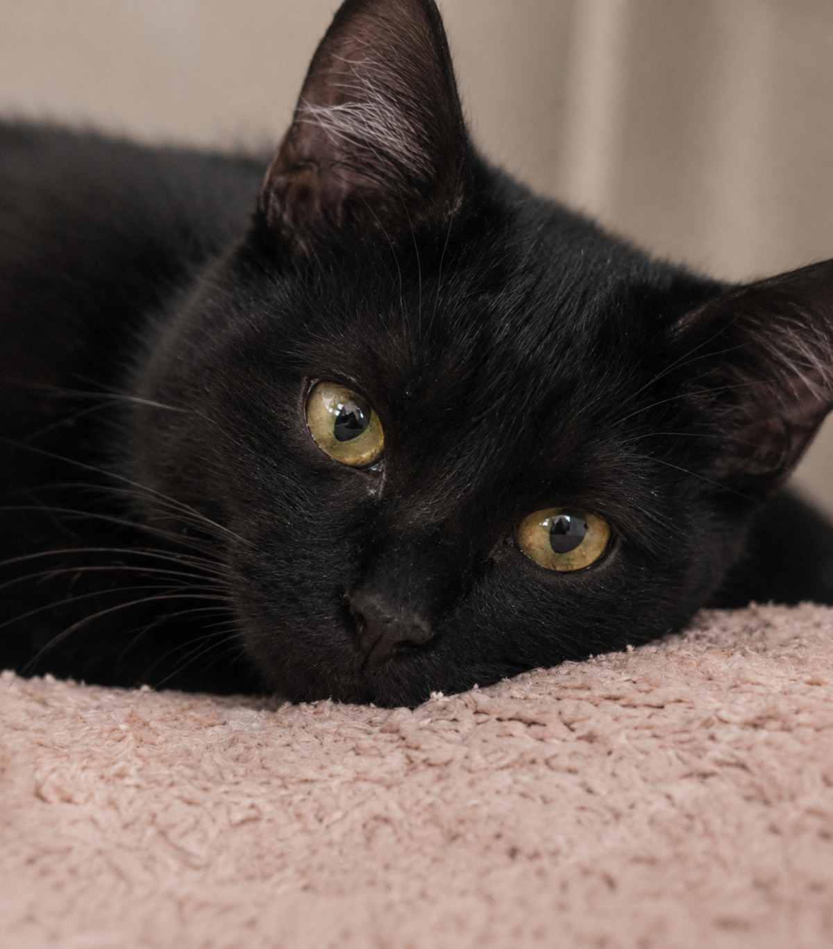 Adoption Mako