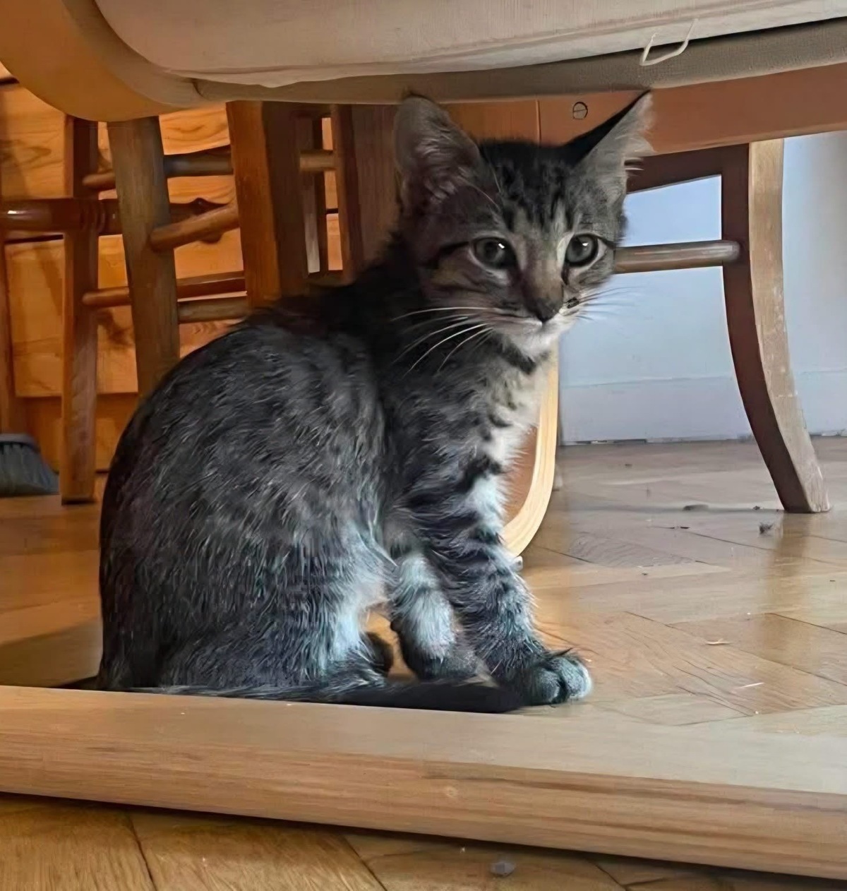 Adoption PILVI