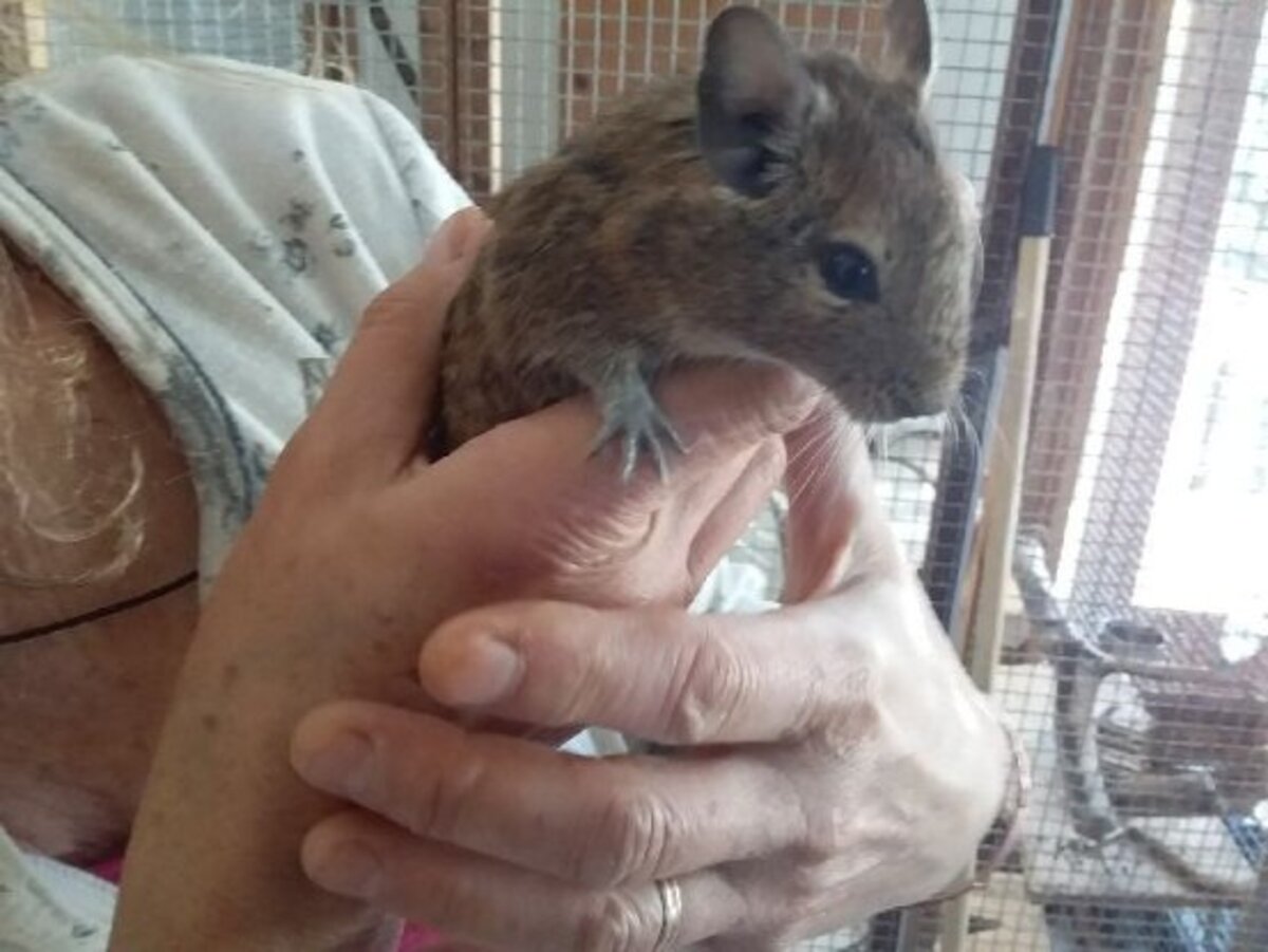 Adoption Amidou