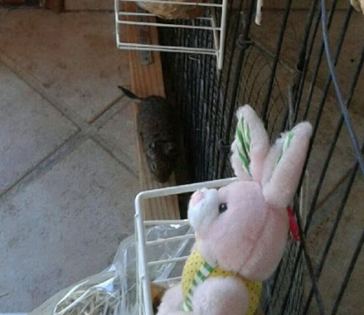 Adoption Amidou
