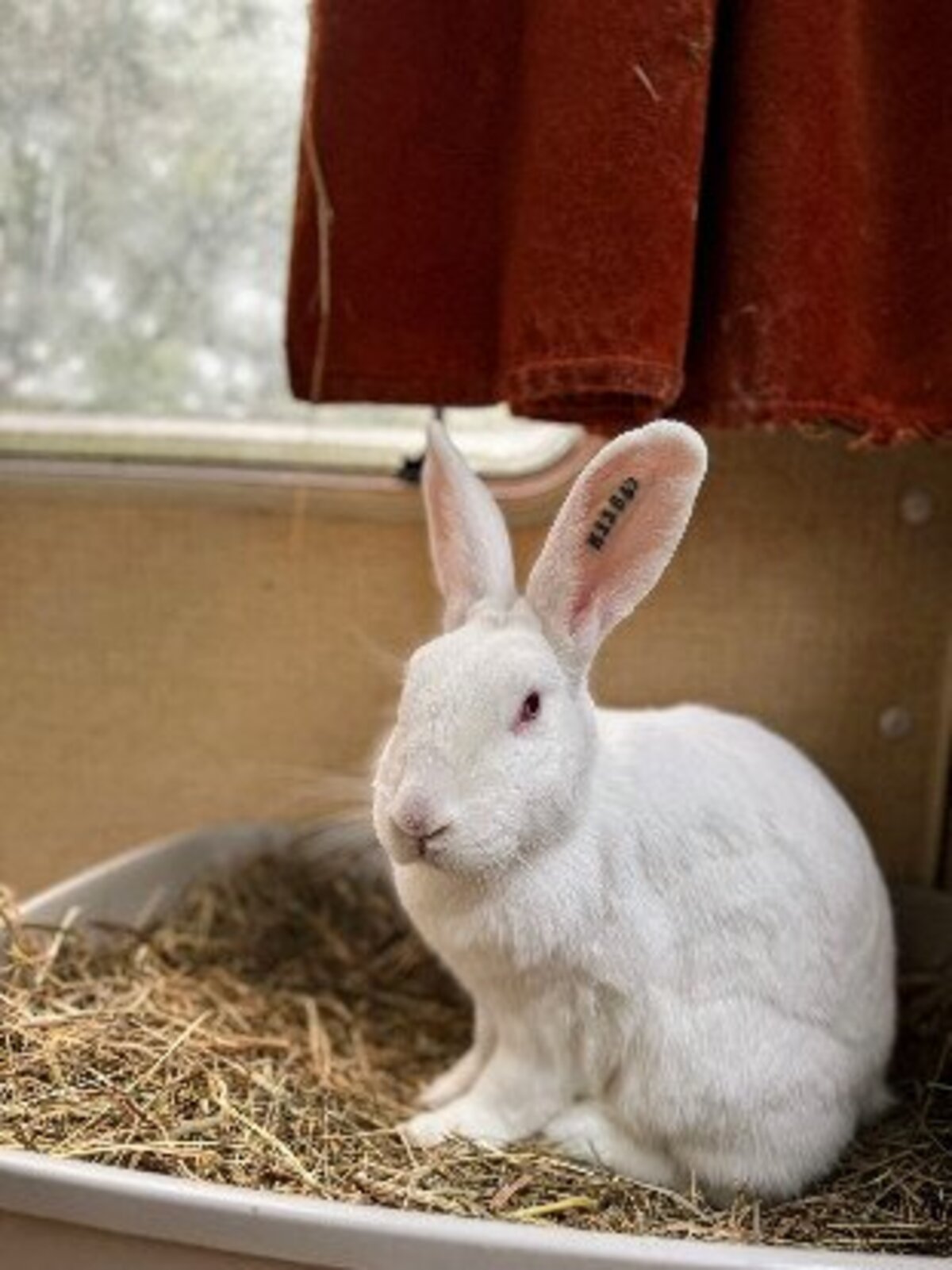 Adoption Aneth