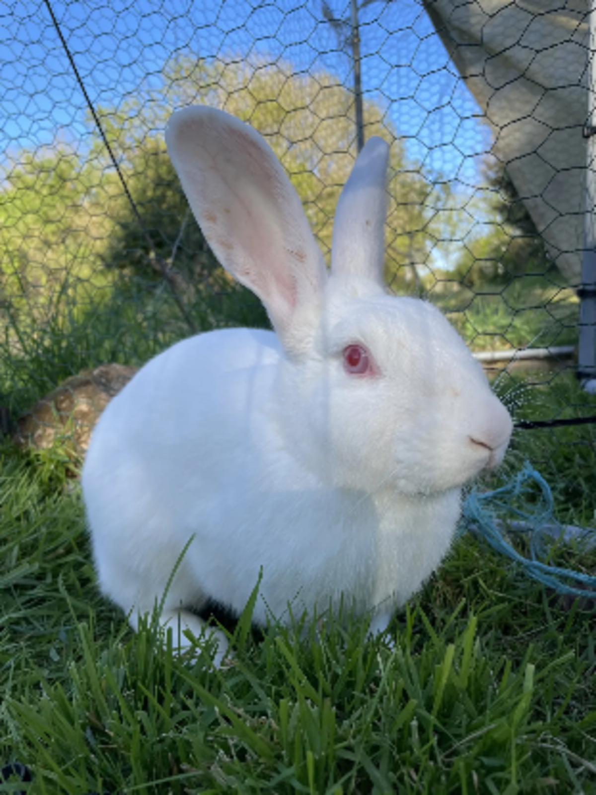 Adoption Aneth