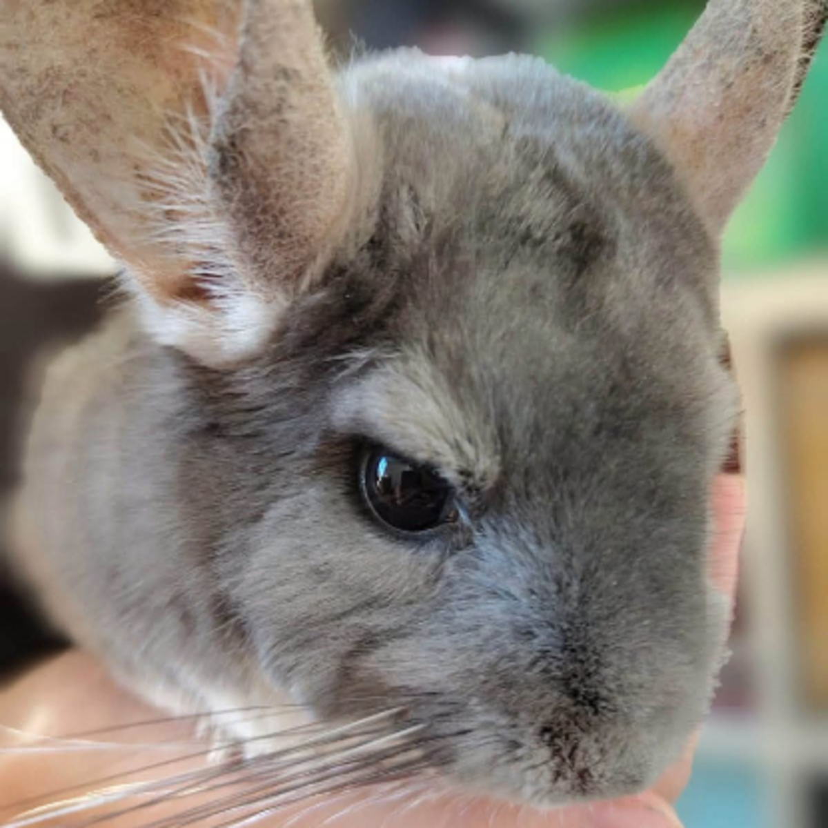 Adoption Bichette