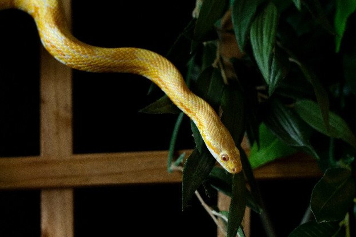 Adoption Bretzel