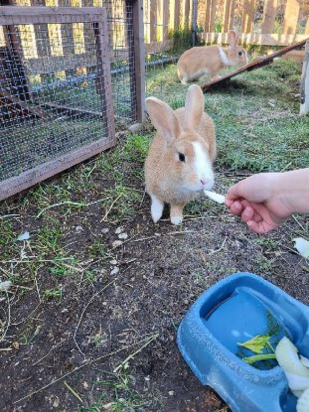 Adoption Caramel et noisette