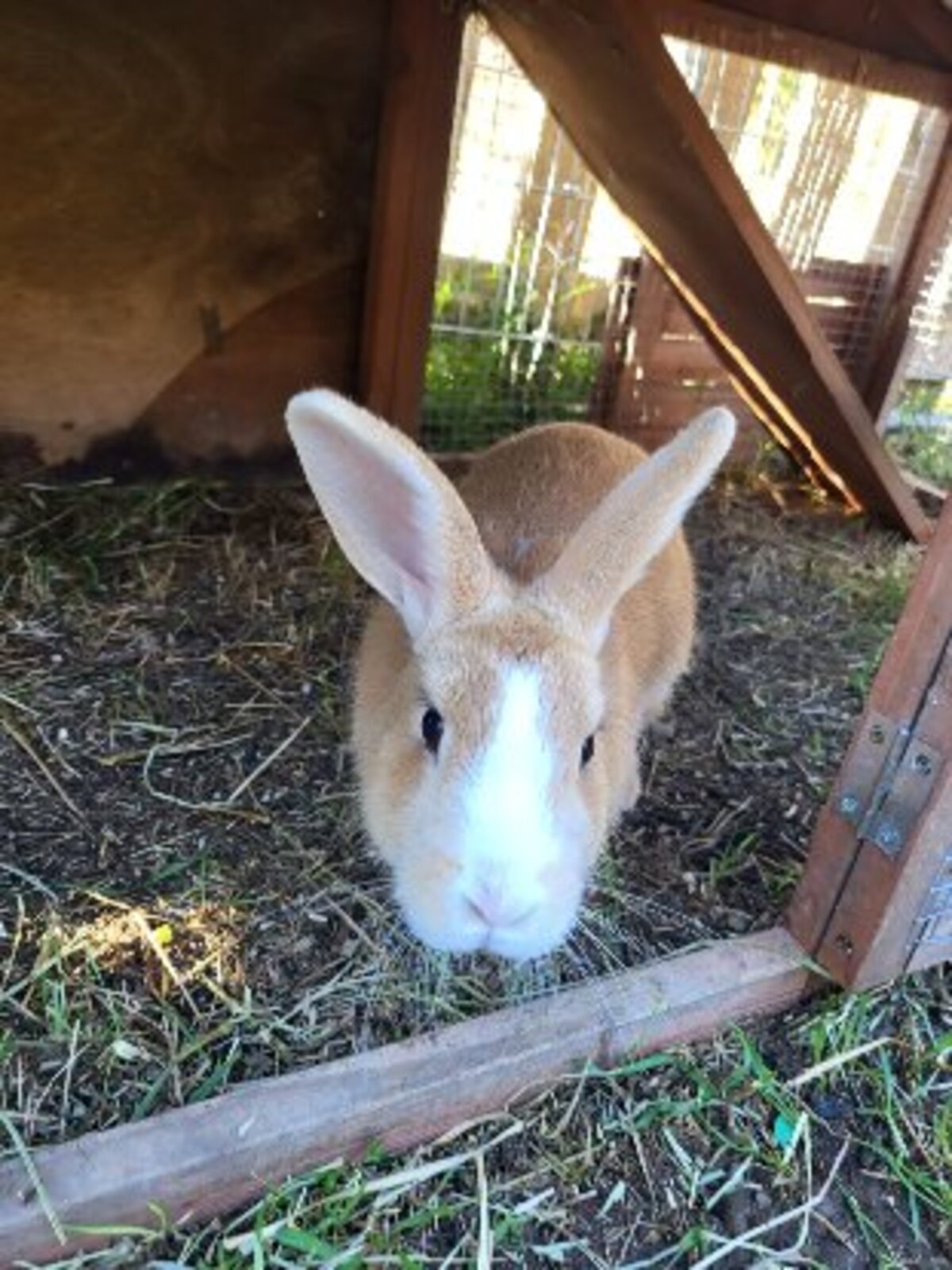 Adoption Caramel et noisette