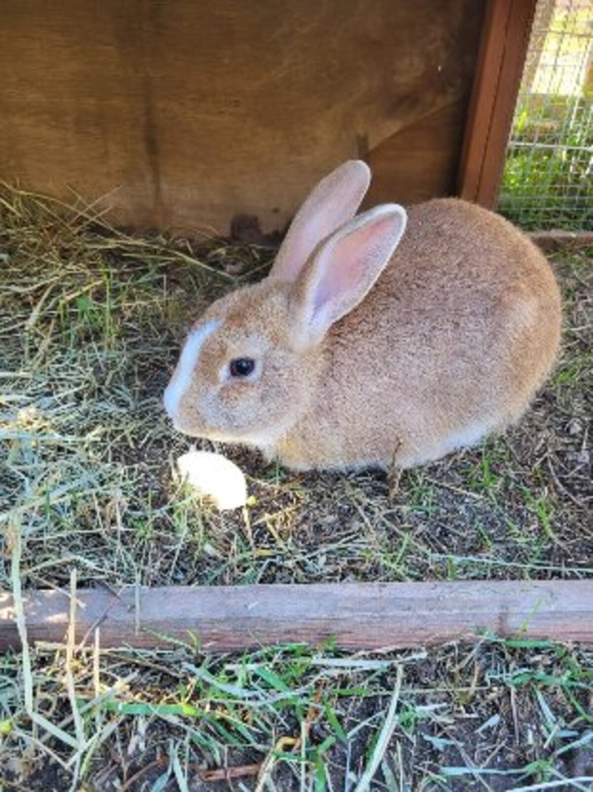 Adoption Caramel et noisette