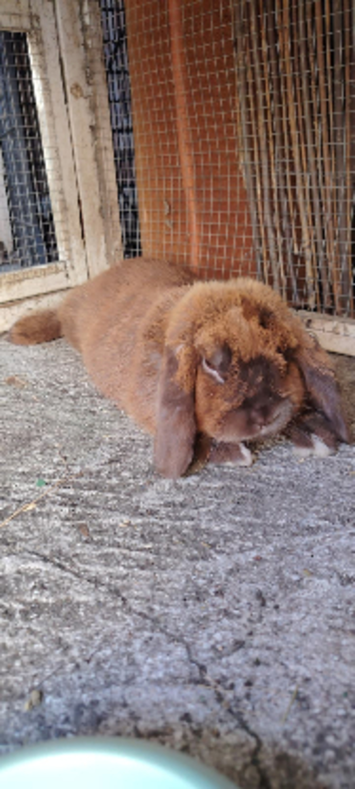 Adoption Chocolat