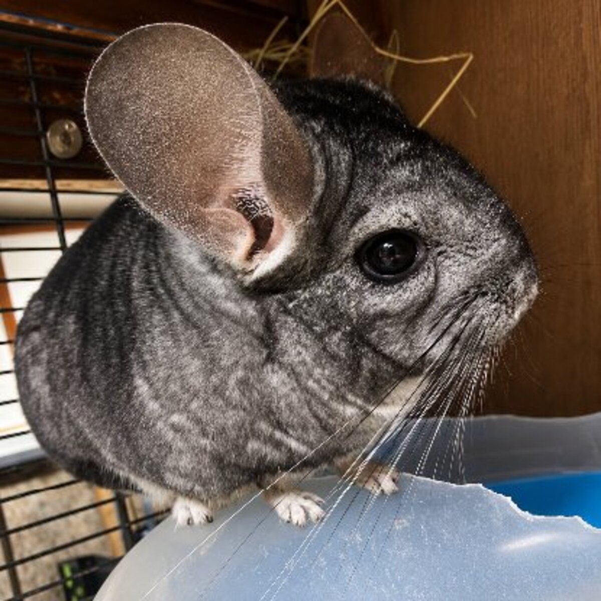 Adoption Choupi & choupinette