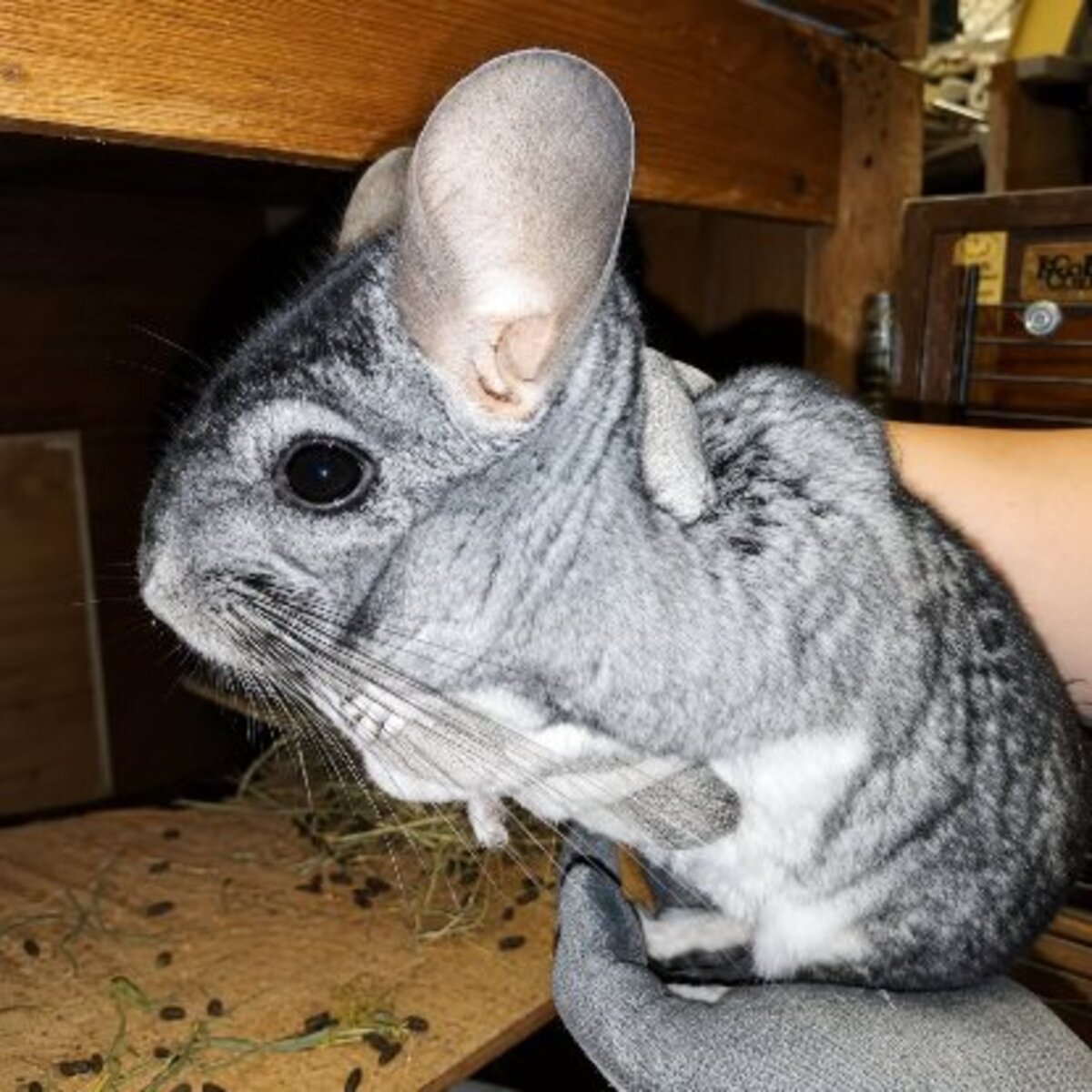 Adoption Choupi & choupinette